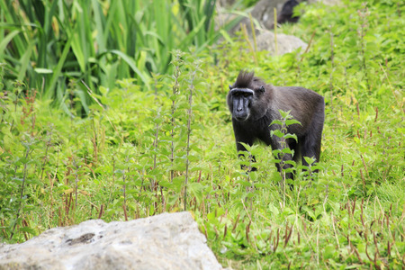 Sulawesi crested macaque. Oldest zoos in Europe. Republic of Ireland.