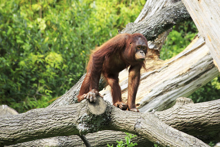 Female Bornean orangutan. Oldest zoos in Europe. Republic of Ireland.