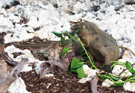 Wild iguana eats fresh leaves. On east calendar 2012 - year of a dragon.の写真素材