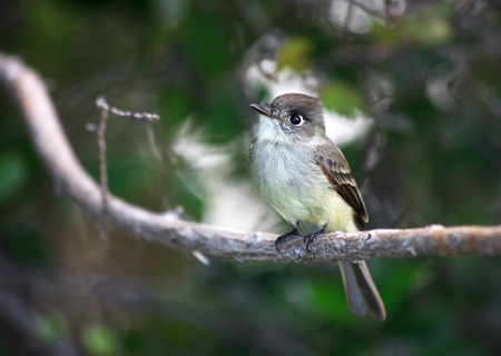 Bird squad passerines in the Cayo Guillermoの写真素材