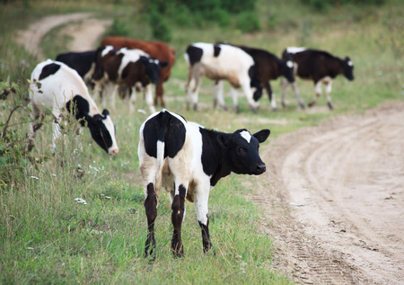 Cows graze in the countryside. Summer season in the village.