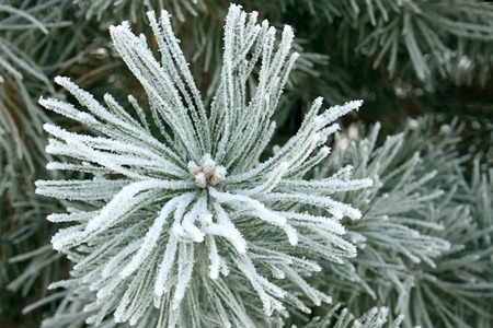 Winter frost landscape. Hoarfrost on a conifer.の写真素材