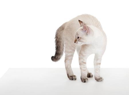 Scared kitten isolated in white の写真素材