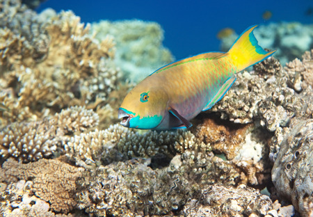 Heavybeak parrotfish. Flora and fauna of the Red Sea.の写真素材