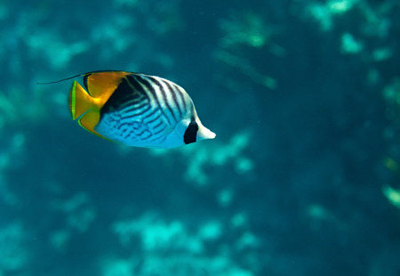 Threadfin butterflyfish. Flora and fauna of the Red Sea.の写真素材