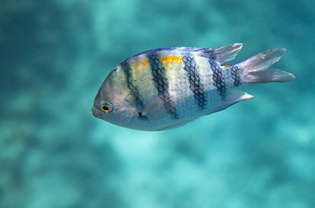 Indo-pacific sergeant. Flora and fauna of the Red Sea.の写真素材