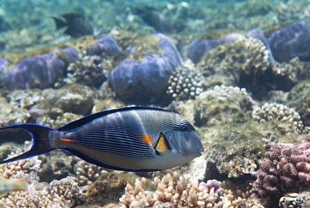 Sohal surgeonfish. Flora and fauna of the Red Sea.