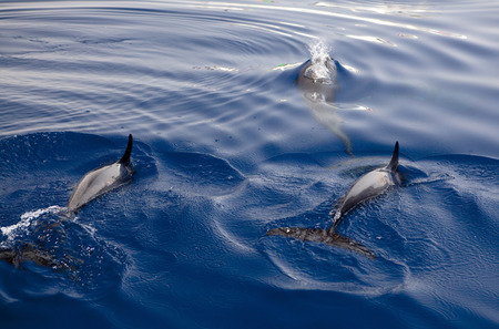 Dolphins Red Sea.