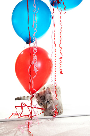 Funny cat playing with balloons. Isolated background.の写真素材