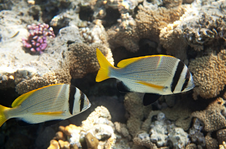 Twobar seabream. Flora and fauna of the Red Sea.