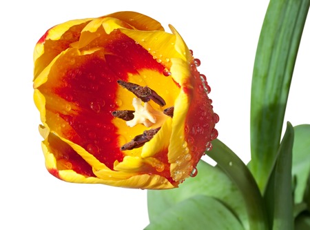 Red and yellow tulip with water droplets.の写真素材