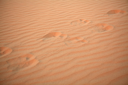 Traces of a camel on the sand.の写真素材