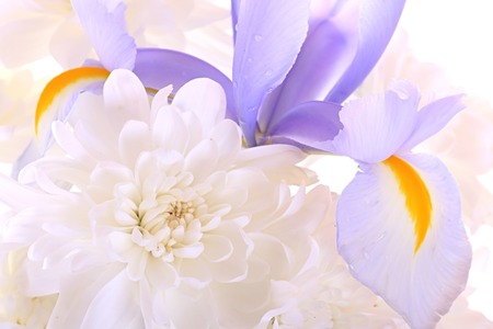 Iris and chrysanthemum on a white background.の写真素材