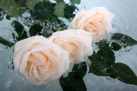 Rose on the water in the rain.の写真素材