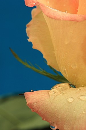Drops of water on the petals of rose.の写真素材