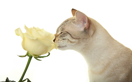 Cat sniffing a white rose.の写真素材