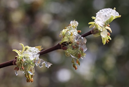 Ice-covered branches with young leaves. In Siberia snow fallen out in May.の写真素材