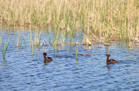 Great Crested Grebe on the summer lake.