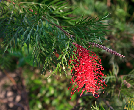 Grevillea juniperina. Exotic tropical flower in Turkey.の写真素材