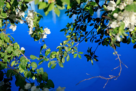 Bougainvillea Glabra. Plant growing in warm climates.の写真素材