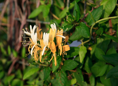 Lonicera caprifolium. Exotic tropical flower.の写真素材