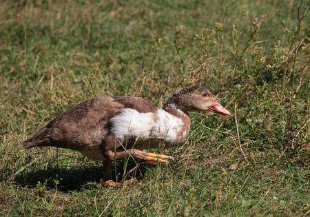  Duck walk on the grass.の写真素材