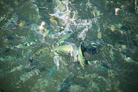 Lot of fish splashing in the sea water.