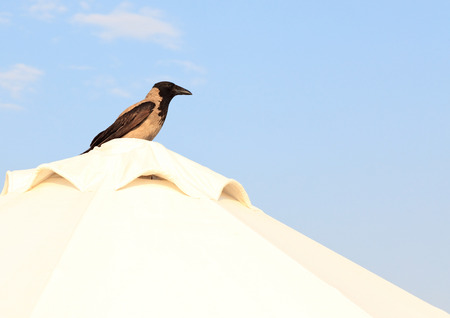 Hoodie sitting on the roof of  white tent.の写真素材