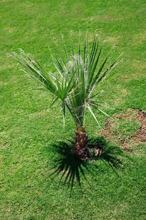 Washingtonia filifera. Exotic plant grows in warm climates.の写真素材