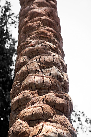 Trunk of Phoenix. Exotic plant grows in warm climates.の写真素材