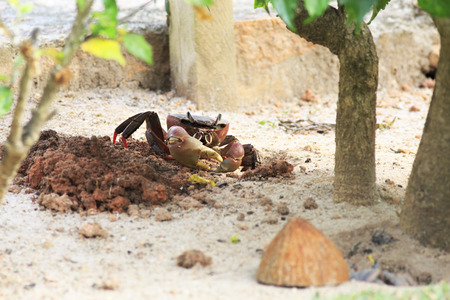 Land crab sitting near its burrow. Island Praslin in Seychelles.の写真素材