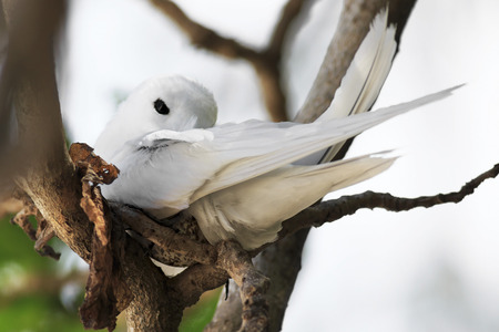 White tern incubates the egg on a tree branch. Cousin Island in Seychelles.の写真素材