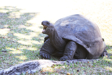 Aldabra giant tortoise yawns. Island Curieuse in Seychelles.の写真素材
