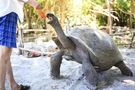 Aldabra giant tortoise reaching for the leaves in hand of tourist. Seychelles.の写真素材