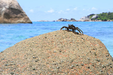 Crab on the granite boulders on the shore of the Indian Ocean. Island Praslin in Seychelles.の写真素材