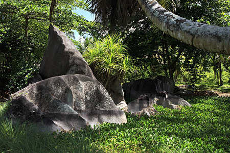 Black granite rocks in the thickets of tropical vegetation. Island of La Digue in Seychelles.の写真素材