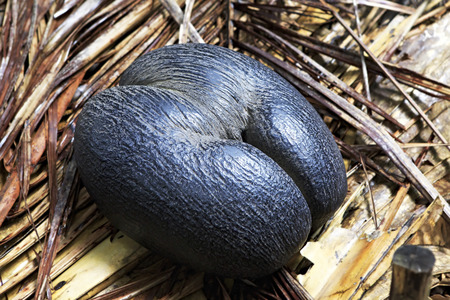Double nut Coco de mer. Vallee de Mai Nature Reserve in Praslin. Seychelles.の写真素材