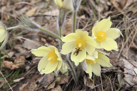 Pulsatilla patens. Mixed forest in Southwest Siberia.