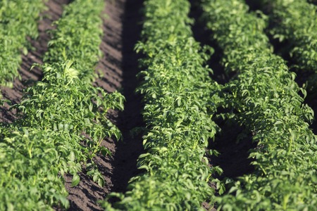 Beautiful rows on a field planted with potatoes.の写真素材