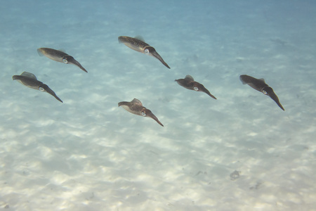 Flock of squid in Indian Ocean near the Seychelles.
