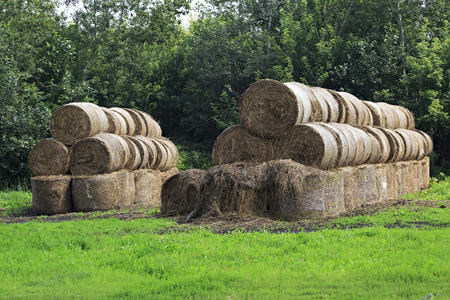 Beautiful haystacks on the green lawn in Altai Krai