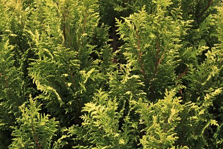 Thuja is a genus of coniferous trees in the Cupressaceae