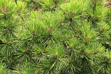 Pines are conifer trees. Kennel Arboretum Blooming Valley.