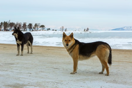 Two wild dogs on a background of winter lake Baikal.