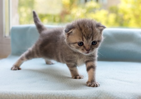 Beautiful little tabby kitten on a window sill. Scottish Fold breed.の写真素材