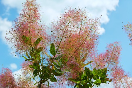 Cotinus coggygria or European smoketree. Beautiful and rich nature of the Crimea.