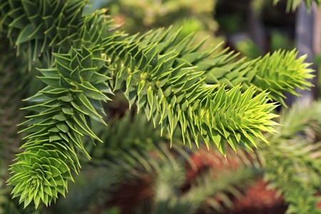 Araucaria araucana. Beautiful and rich nature of the Crimea.の写真素材
