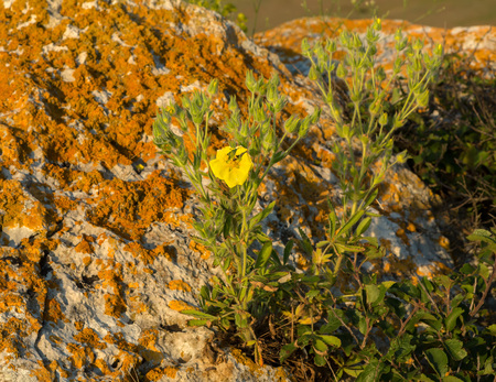 Potentilla recta or sulphur cinquefoil. Beautiful and rich nature of the Crimea.の写真素材