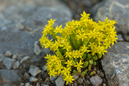 Sedum acre or goldmoss stonecrop. Beautiful and rich nature of the Crimea.の写真素材