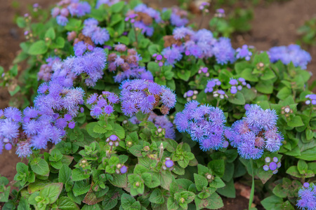 Ageratum houstonianum or flossflower. Beautiful and rich nature of the Crimea.の写真素材